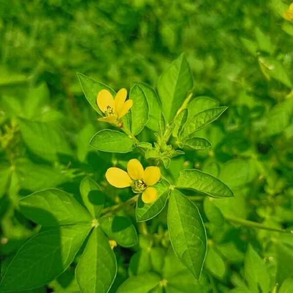 Cleome viscosa Liść