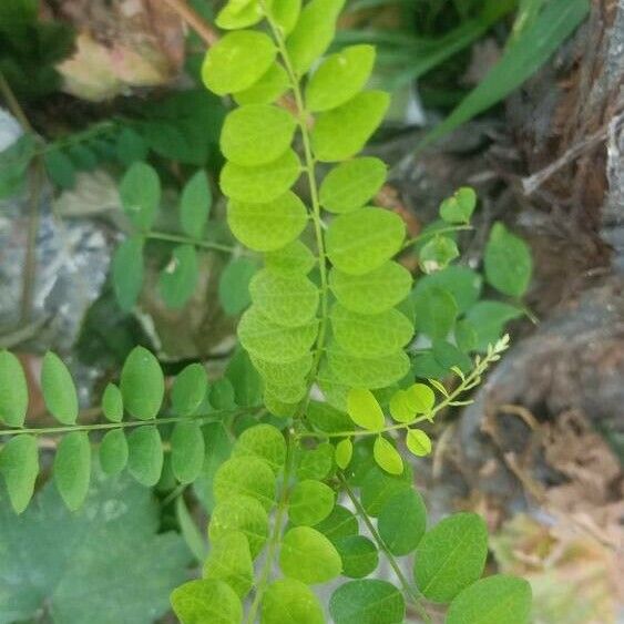 Phyllanthus tenellus 葉