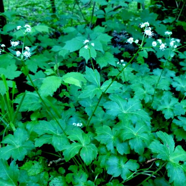 Sanicula europaea Celota