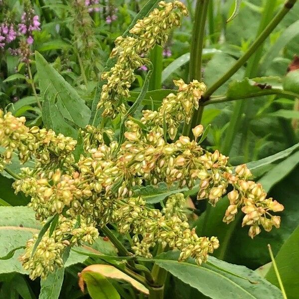 Rumex hydrolapathum Hedelmä