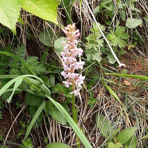 Gymnadenia odoratissima Žiedas