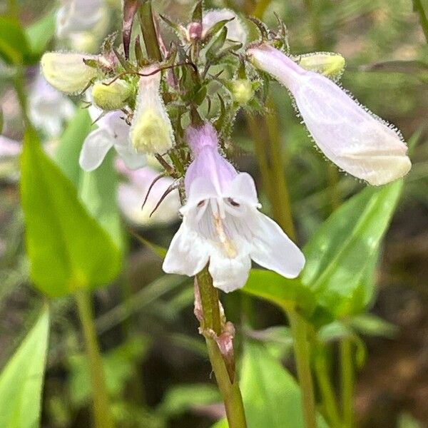 Penstemon digitalis Blüte