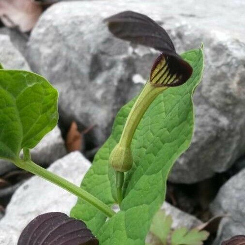 Aristolochia rotunda Blomst