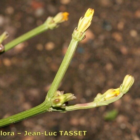 Crepis zacintha Flor