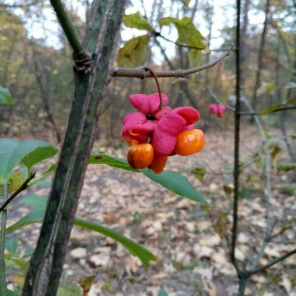 Euonymus europaeus Plod