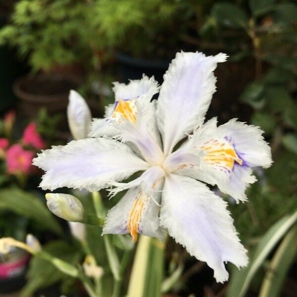 Iris japonica Flower