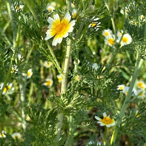 Glebionis coronaria Folla