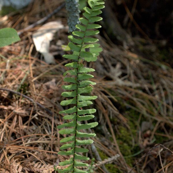 Asplenium platyneuron 葉