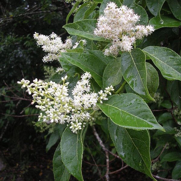 Ehretia acuminata Blomst