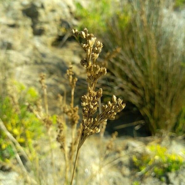 Juncus maritimus Ffrwyth