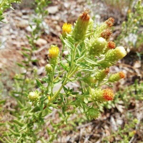 Chiliadenus glutinosus Fleur