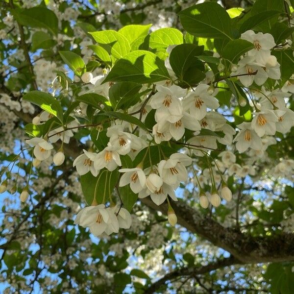 Styrax japonicus Flower