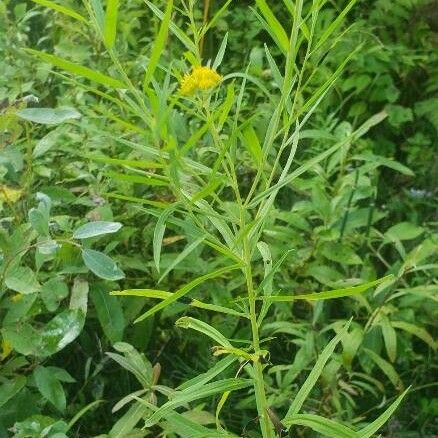 Euthamia graminifolia Květ