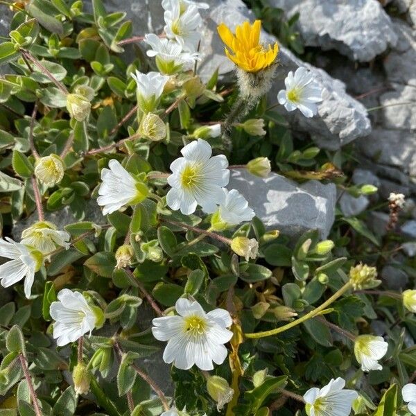 Cerastium latifolium Flower