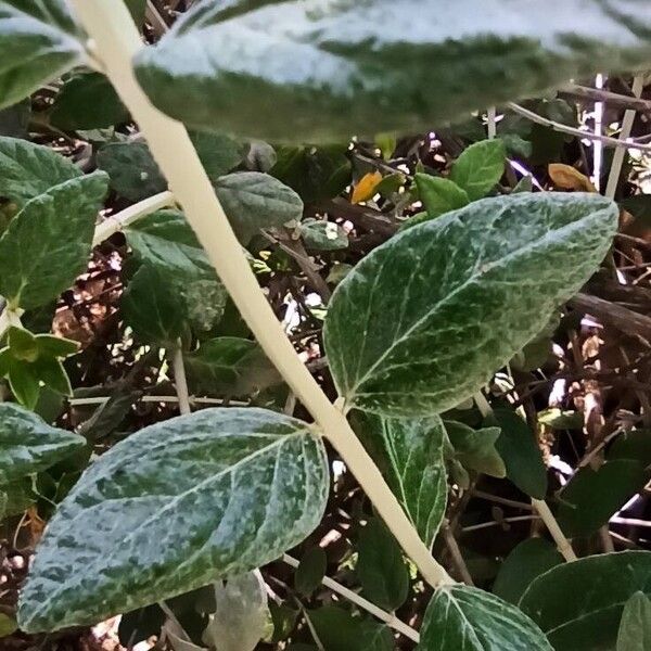 Teucrium fruticans Liść