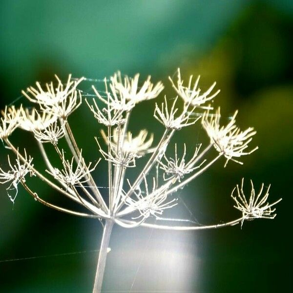 Ammi majus Frucht