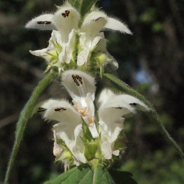 Lamium flexuosum Floro