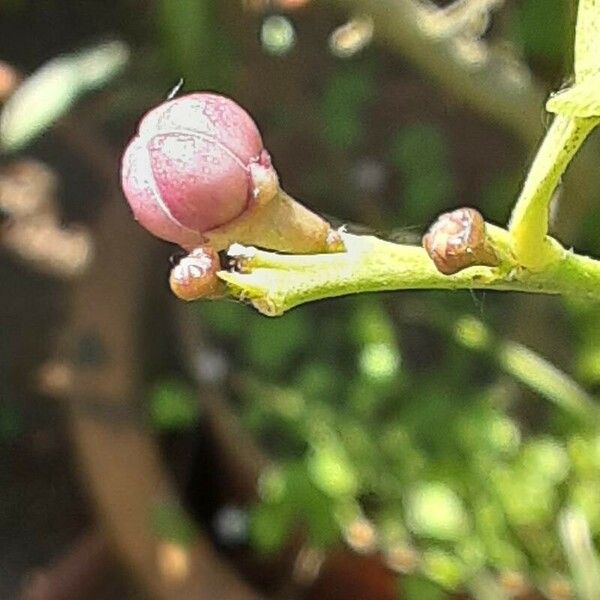 Fortunella japonica Lorea