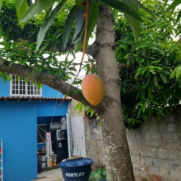 Mangifera indica Gyümölcs