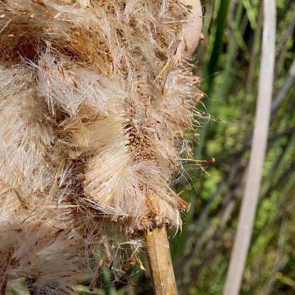 Typha domingensis Fruit