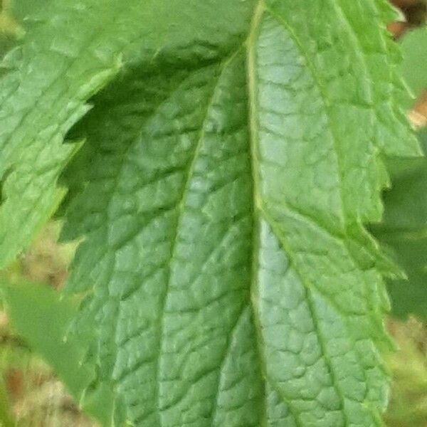 Verbena hastata Leaf