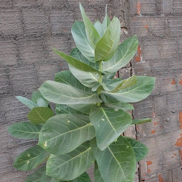 Calotropis procera Blad