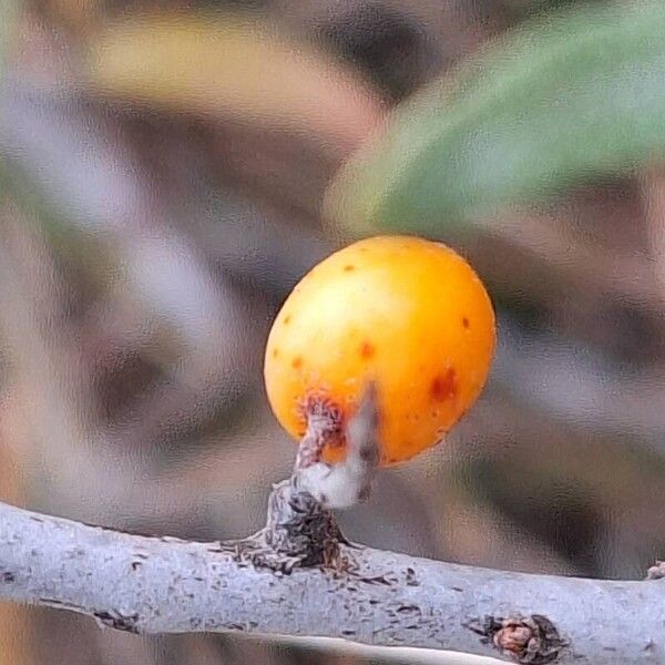 Hippophae rhamnoides Fruit