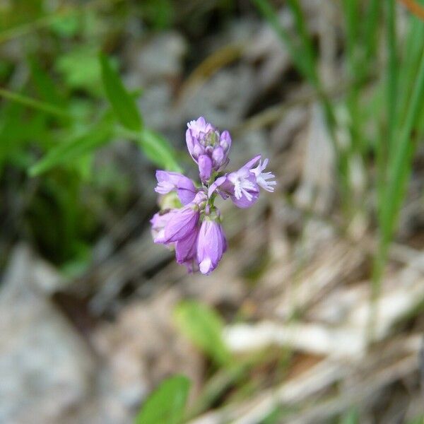 Polygala comosa Žiedas