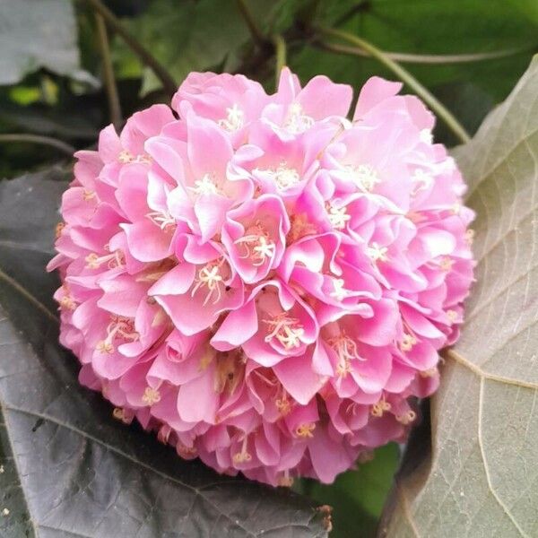 Dombeya wallichii Flors