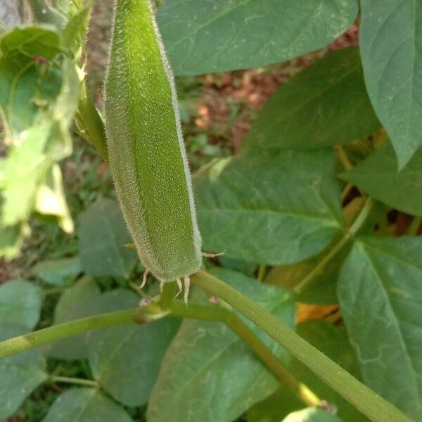 Abelmoschus esculentus Fruit