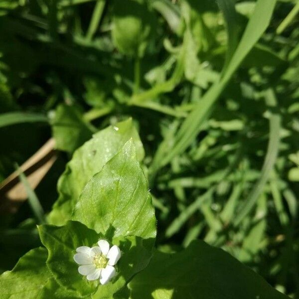 Cerastium brachypetalum ᱵᱟᱦᱟ