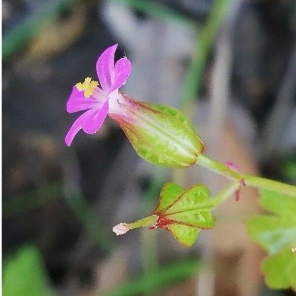 Geranium lucidum Blomst