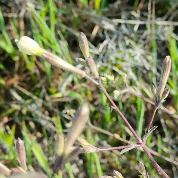 Silene italica Flower