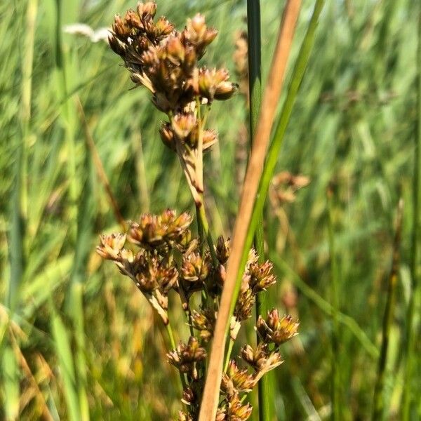 Juncus maritimus फूल