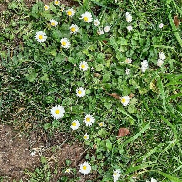 Bellis annua Celota