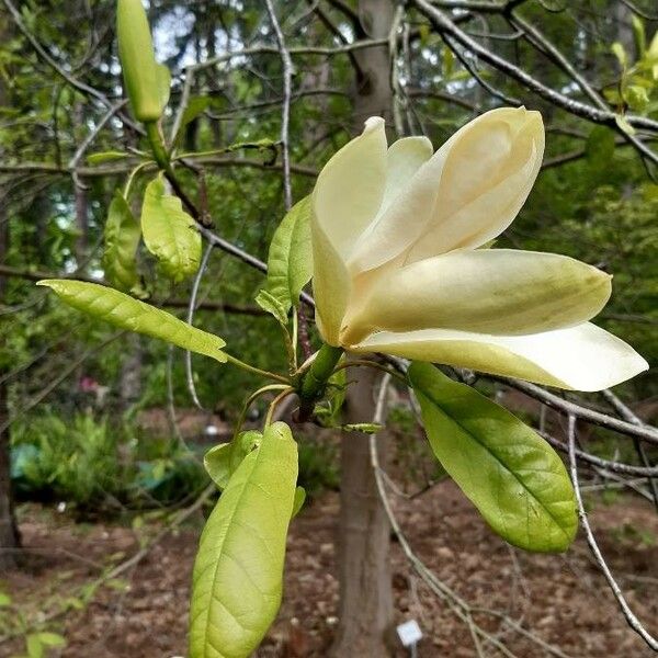 Magnolia fraseri ᱵᱟᱦᱟ