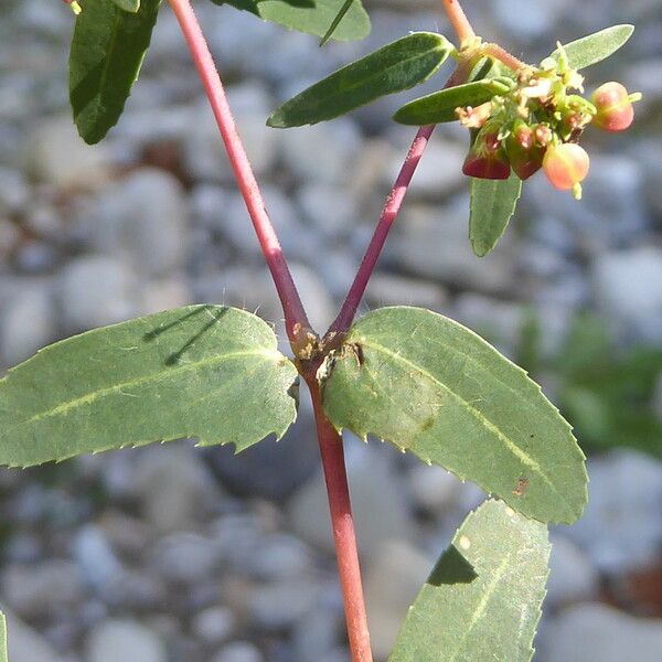 Euphorbia nutans 葉