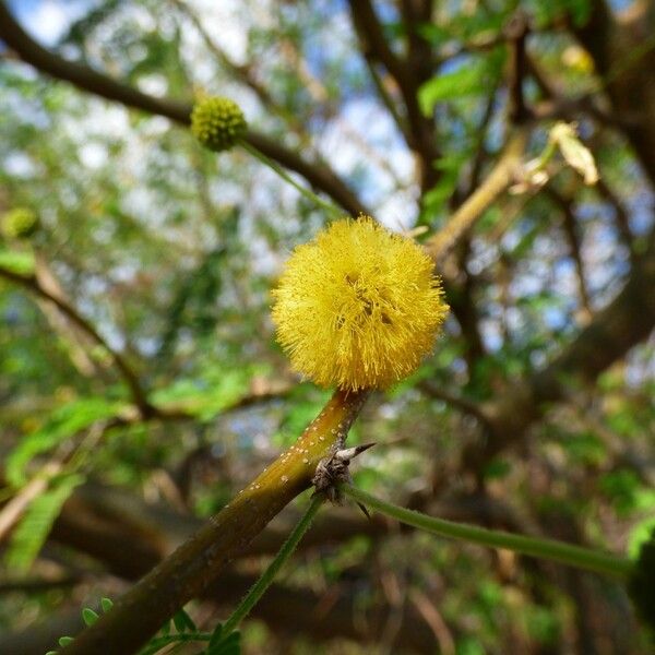 Acacia farnesiana Квітка