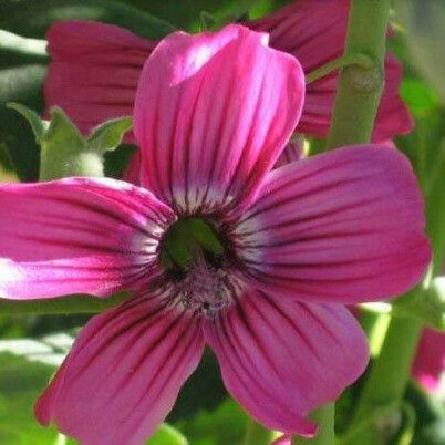 Malva assurgentiflora Квітка