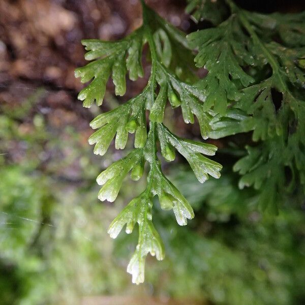 Trichomanes melanotrichum Blad