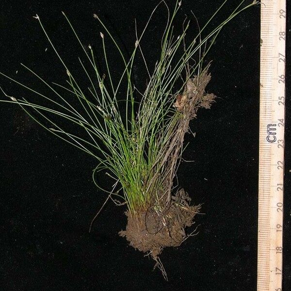 Eleocharis retroflexa 其他