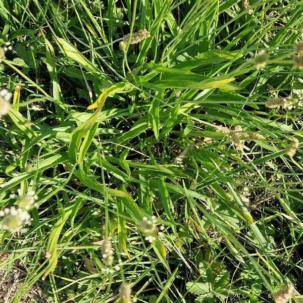 Plantago argentea Blad