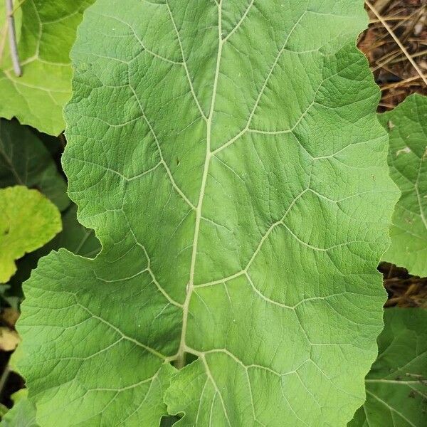 Arctium minus Leht