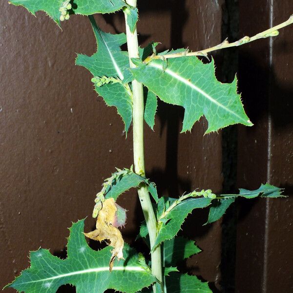 Lactuca serriola Blad