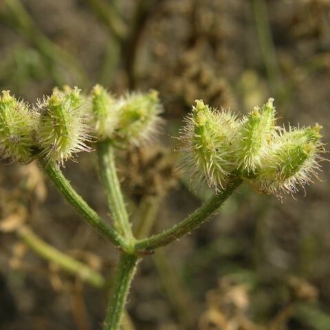 Turgenia latifolia Λουλούδι