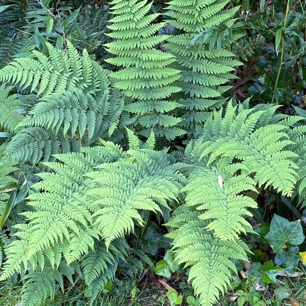 Dryopteris marginalis Лист