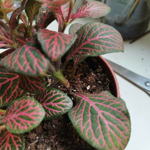 Fittonia albivenis Folla