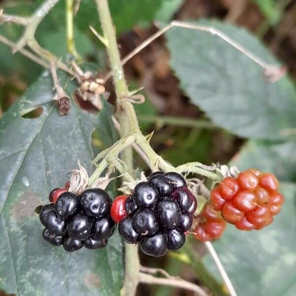 Rubus gratus Fruit