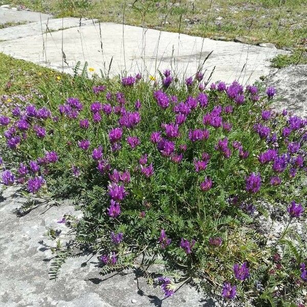 Astragalus onobrychis Žiedas