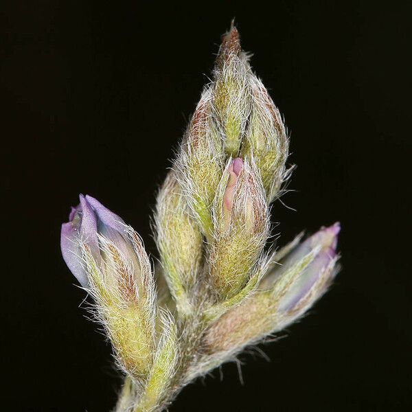 Oxytropis deflexa Lorea